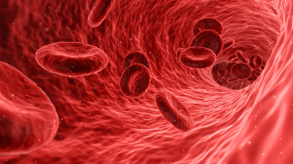 Rote Blutkörper in Ader