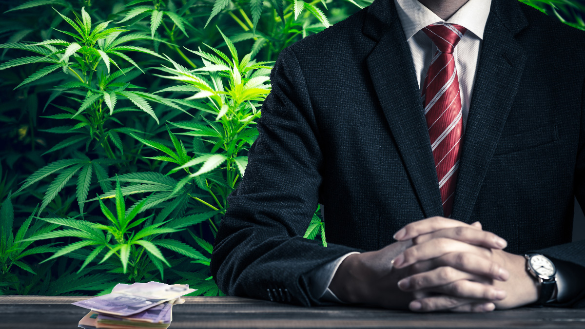 Geschäftsmann am Schreibtisch mit Geldstapel vor Cannabisplantge