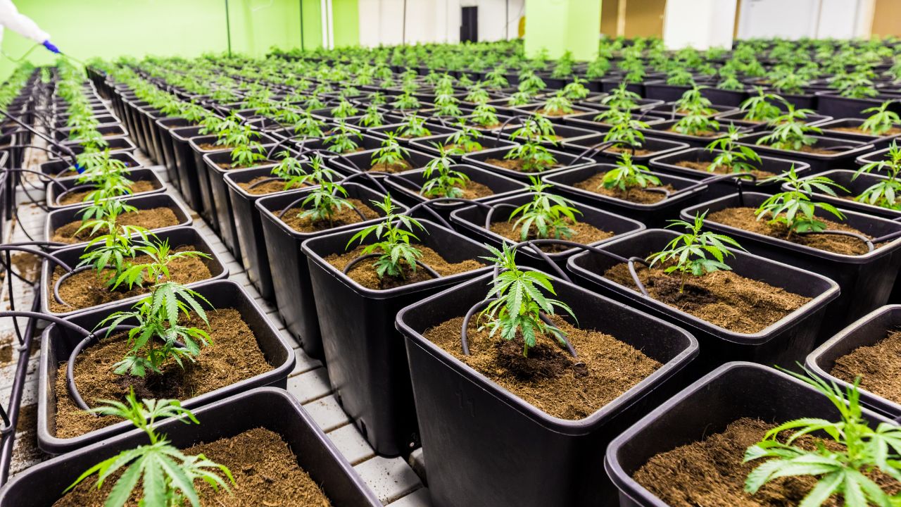 Blick in eine industrielle Cannabis-Aufzuchtanlage mit endlos erscheinenden Reihen von Töpfen, in denen jeweils eine einzelne Cannabispflanze wächst.