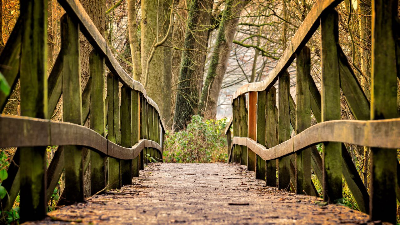 Holzbrücke führt in einen herbstlichen Wald.