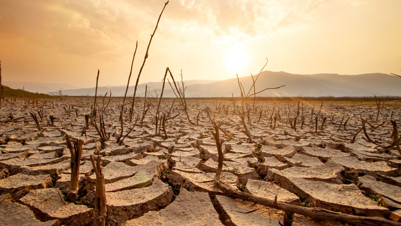 Tote Bäume auf trockener, rissiger Erde.