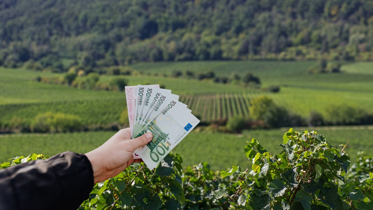 Eine Hand hält einen Fächer aus Euro-Geldscheinen vor einem weitläufigen, grünen Weinberg.