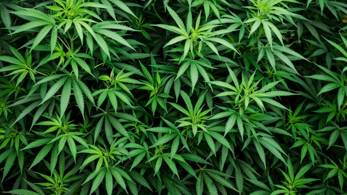 Cannabis-Pflanzen