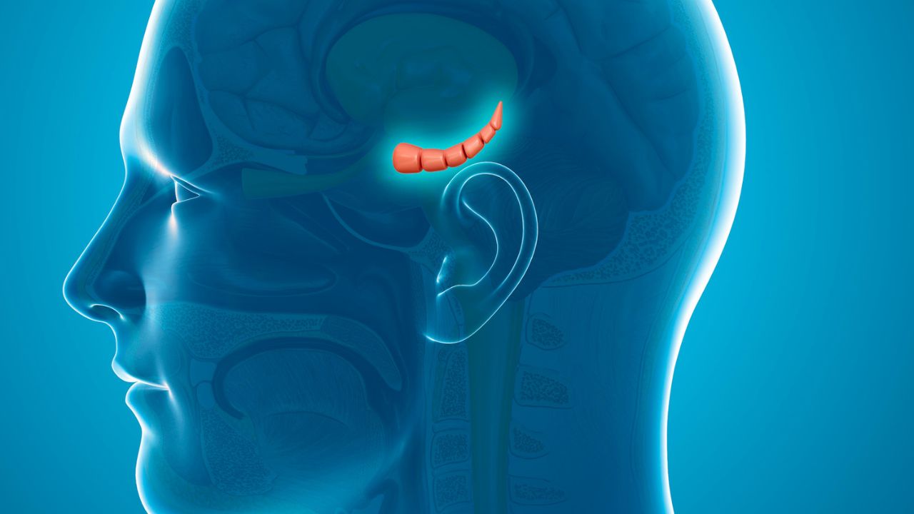 Illustration der Hippocampus-Struktur im Gehirn.