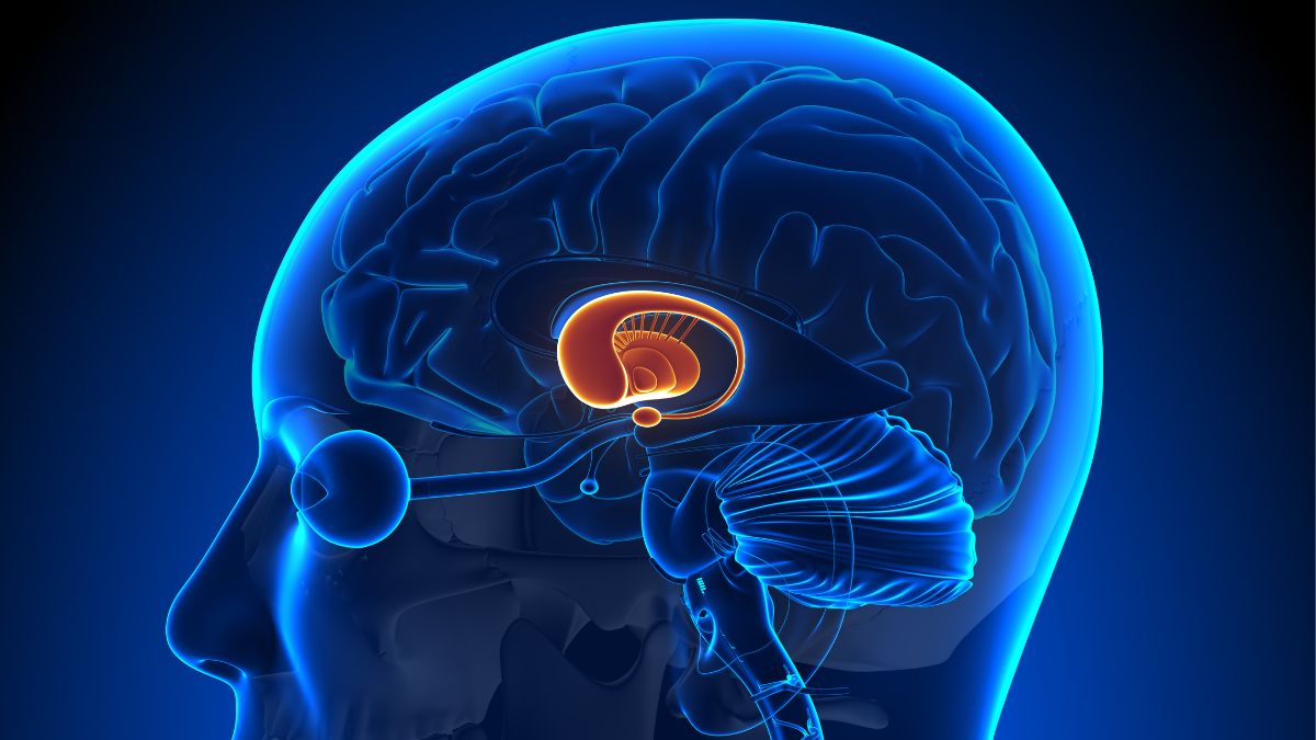 Lokalisierung der Basalganglien im menschlichen Gehirn
